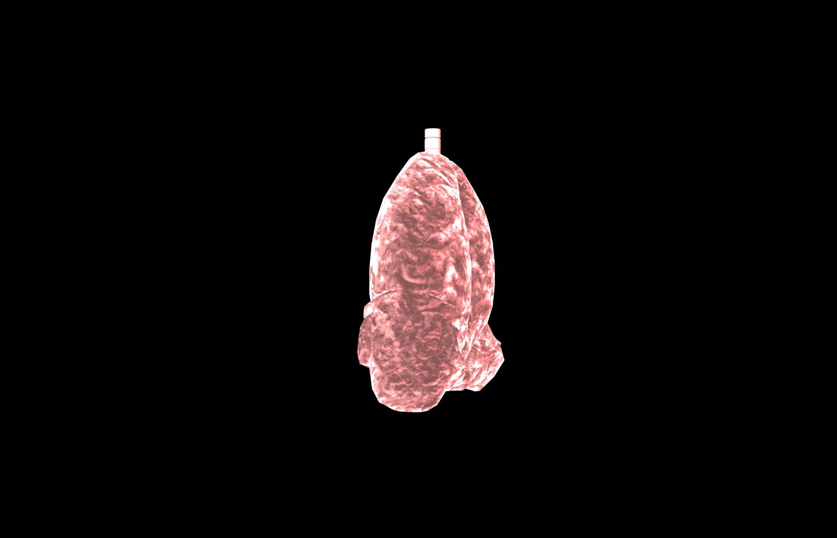 Lung 3d Model with lobes Medically accurate 3D model_27