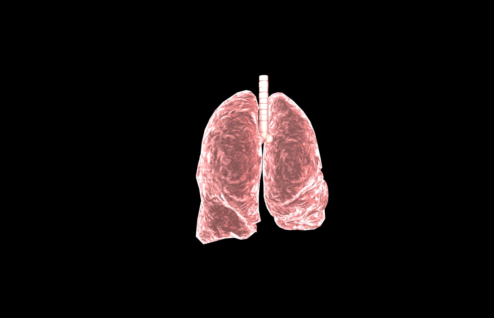 Lung 3d Model with lobes Medically accurate 3D model_9