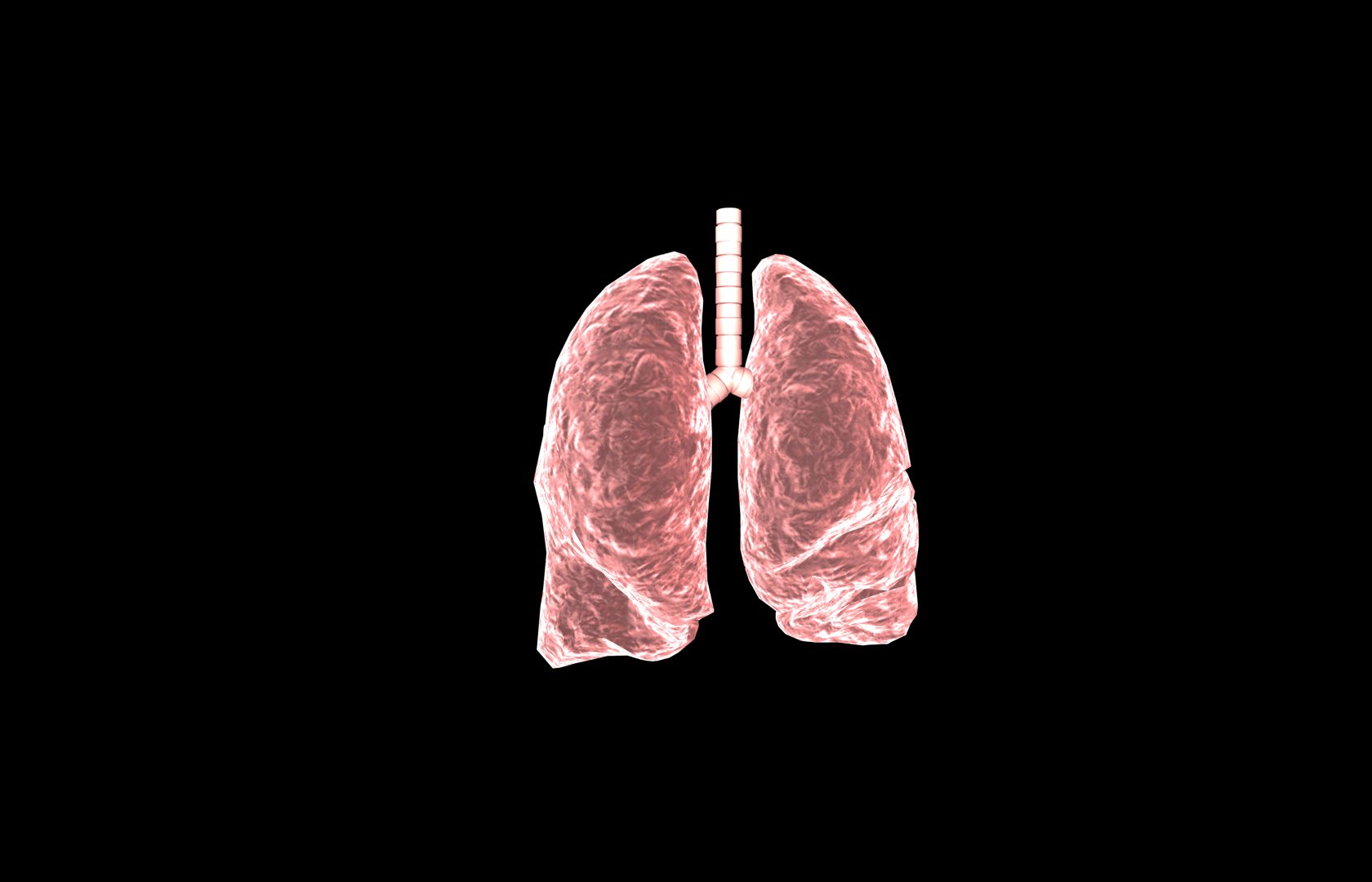 Lung 3d Model with lobes Medically accurate 3D model_7