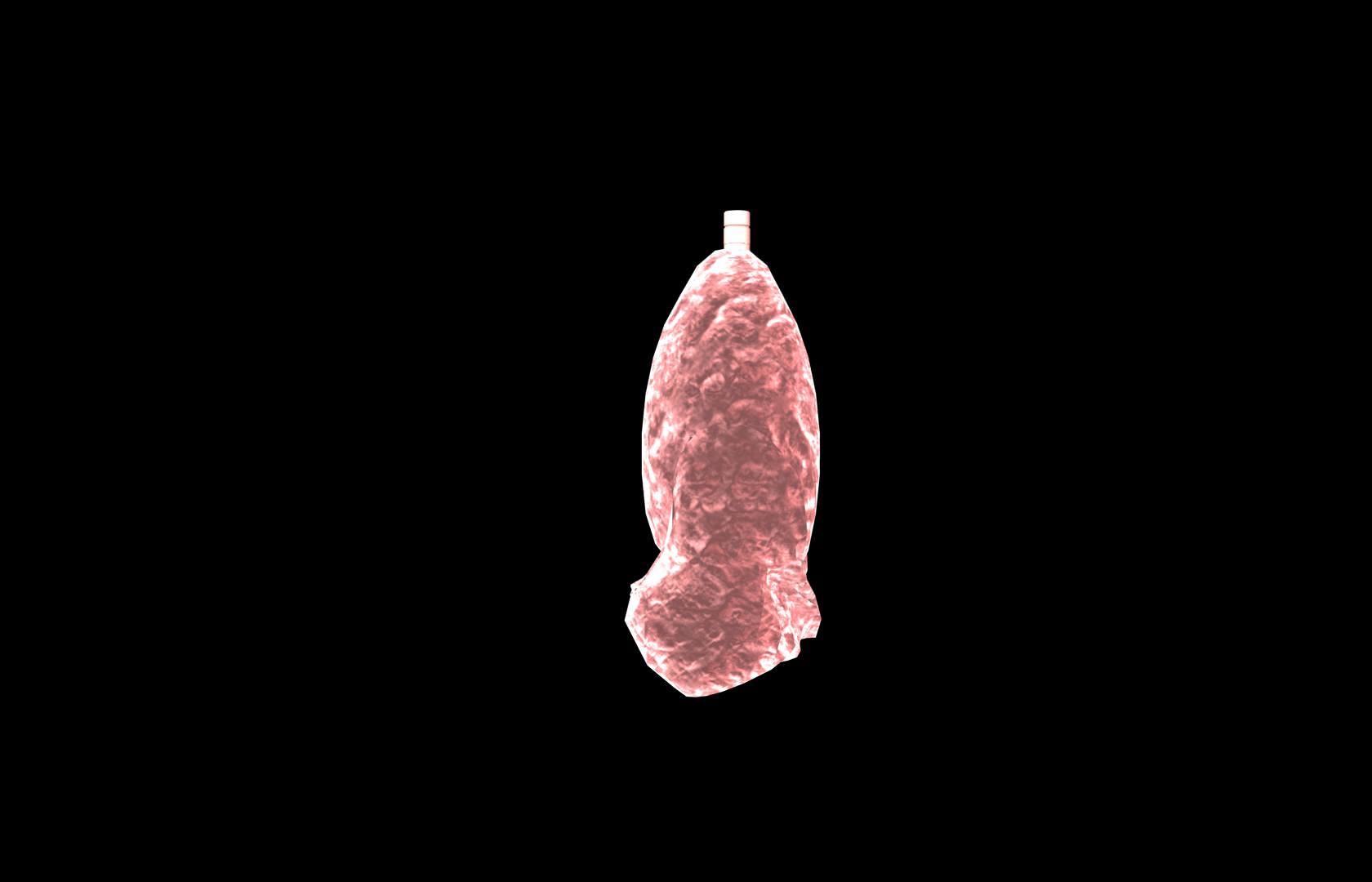 Lung 3d Model with lobes Medically accurate 3D model_14