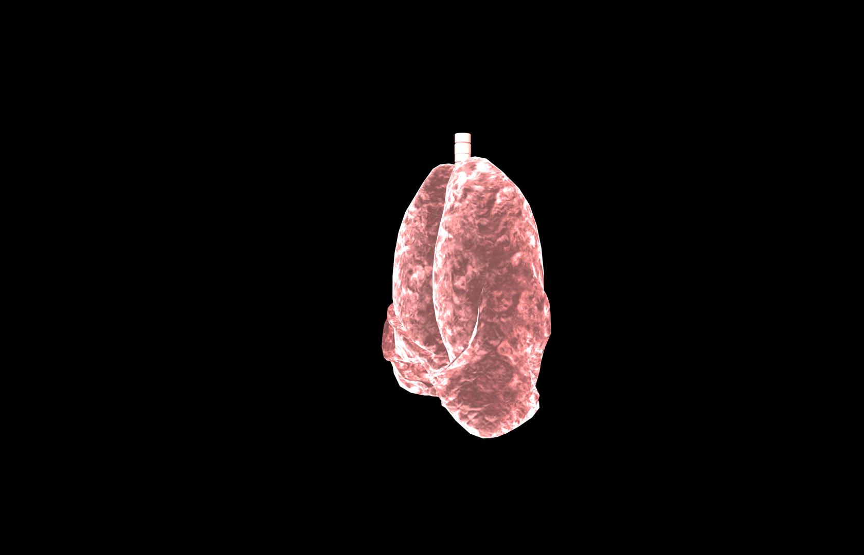 Lung 3d Model with lobes Medically accurate 3D model_16