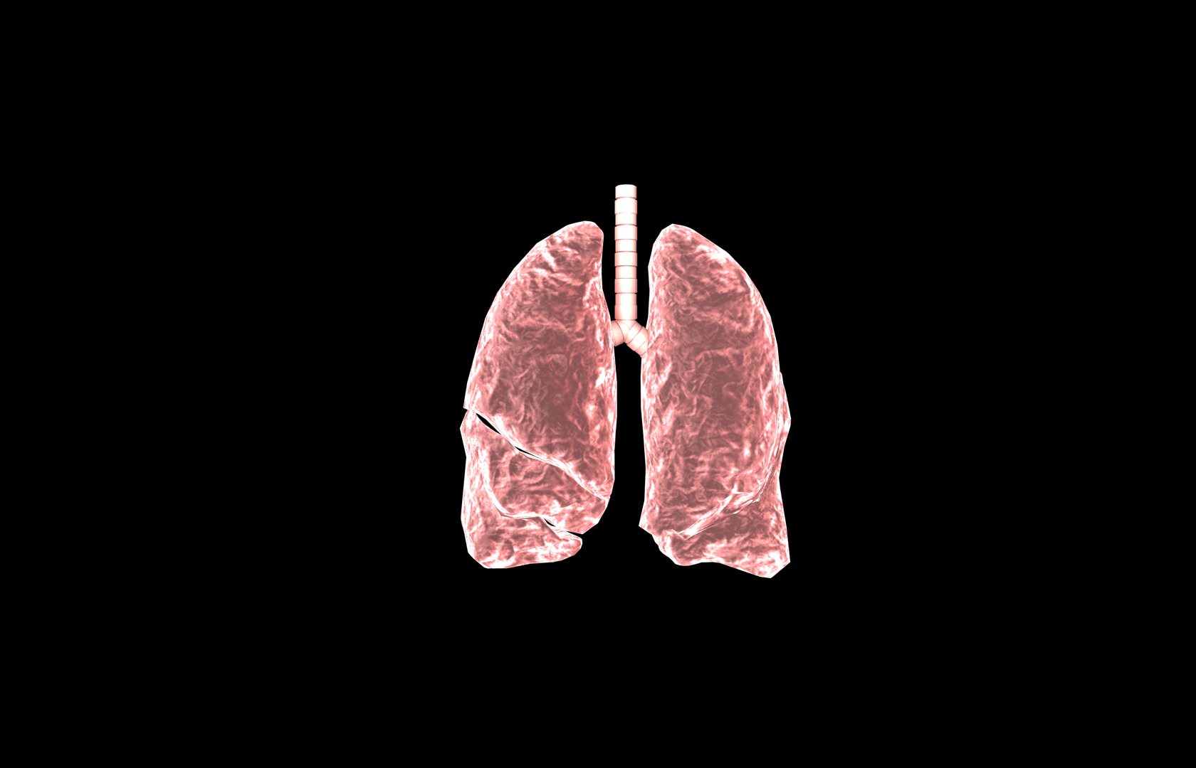Lung 3d Model with lobes Medically accurate 3D model_22