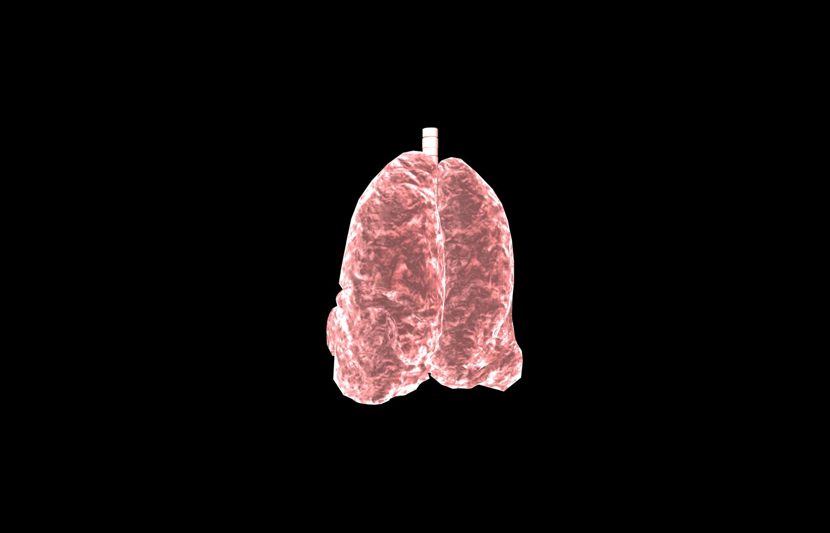 Lung 3d Model with lobes Medically accurate 3D model_25