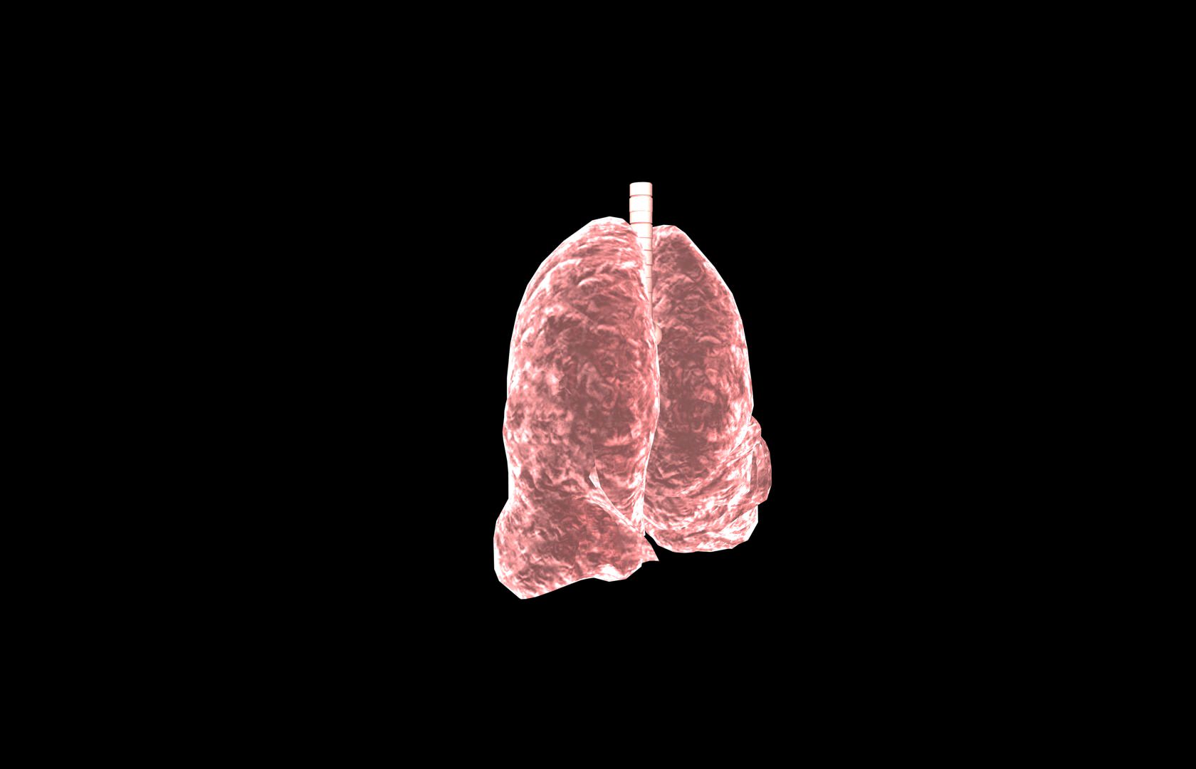 Lung 3d Model with lobes Medically accurate 3D model_11