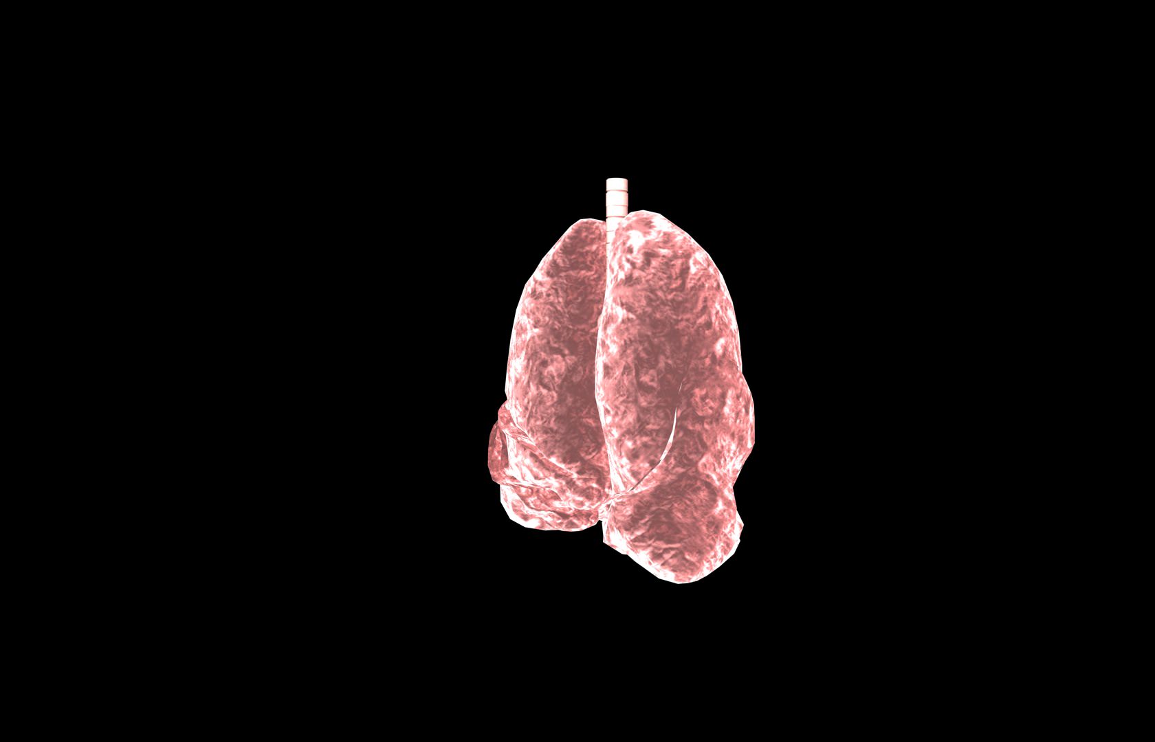 Lung 3d Model with lobes Medically accurate 3D model_17
