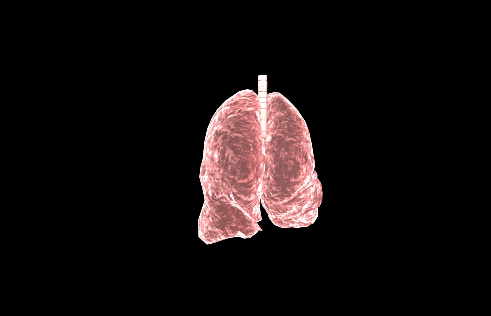 Lung 3d Model with lobes Medically accurate 3D model_10