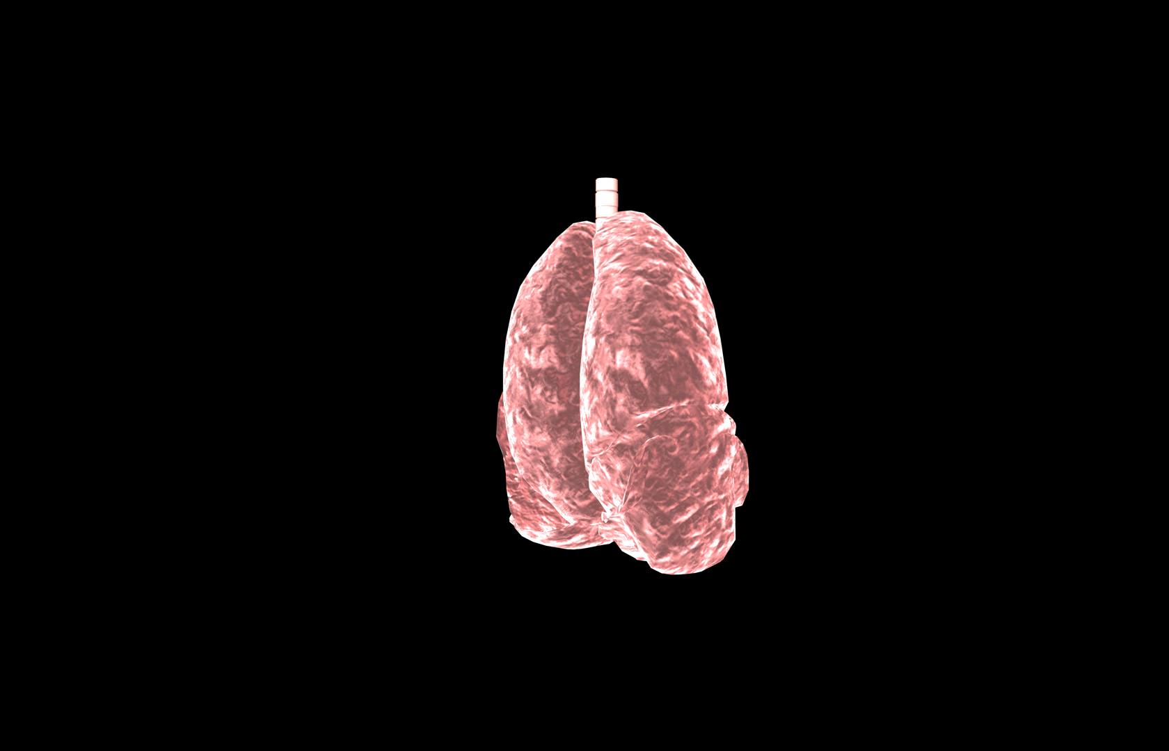 Lung 3d Model with lobes Medically accurate 3D model_31