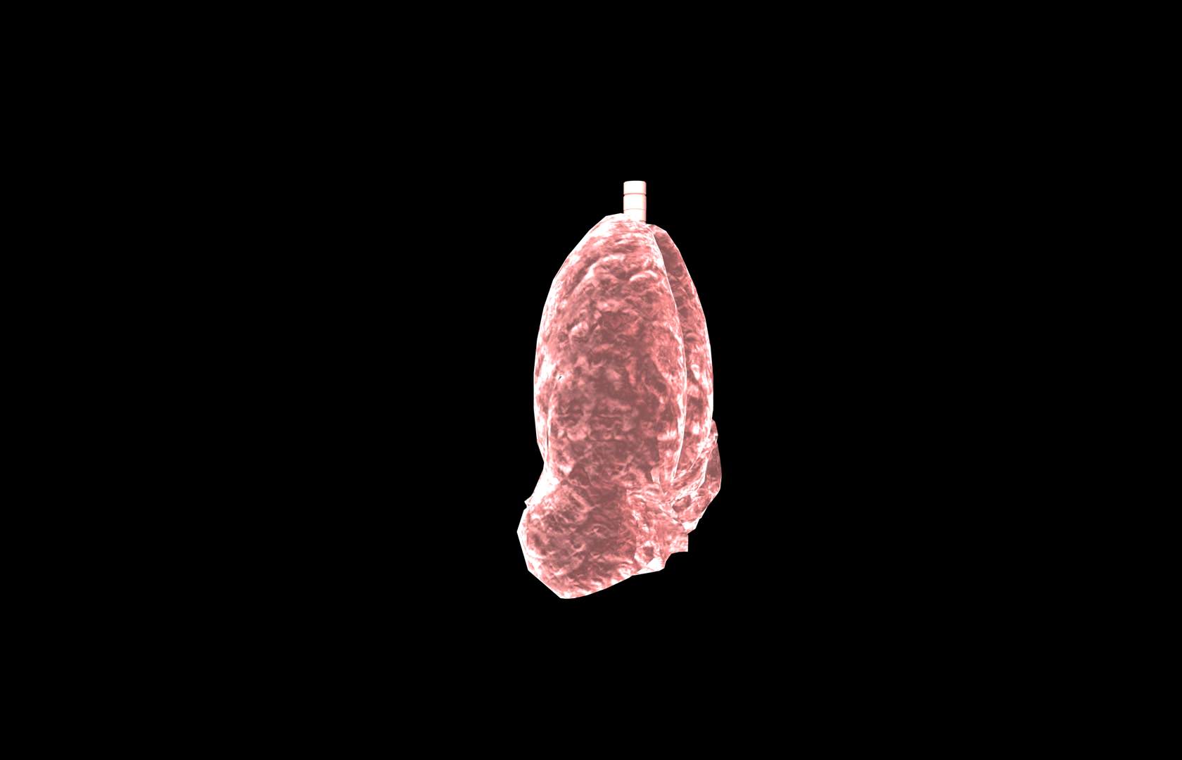 Lung 3d Model with lobes Medically accurate 3D model_12