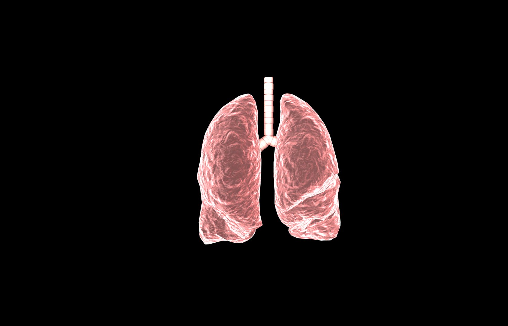 Lung 3d Model with lobes Medically accurate 3D model_5