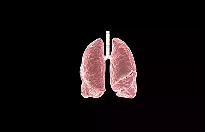 Lung 3d Model with lobes Medically accurate 3D model
