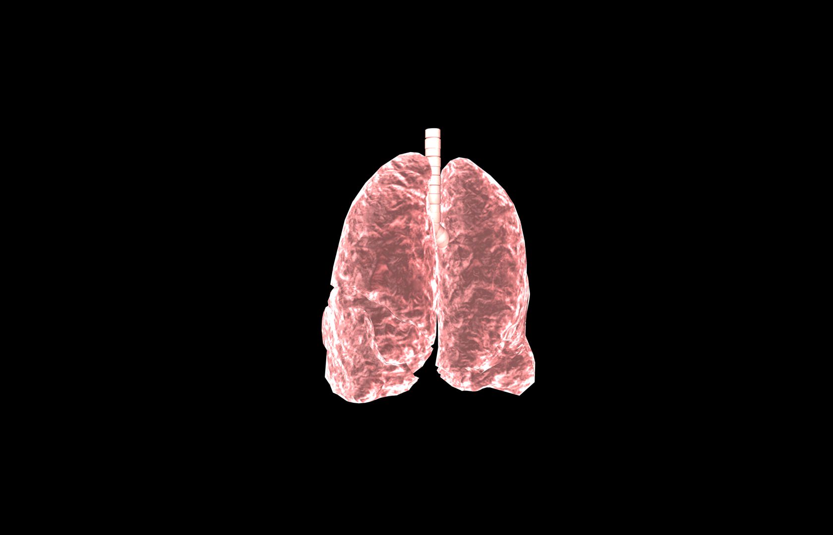 Lung 3d Model with lobes Medically accurate 3D model_24