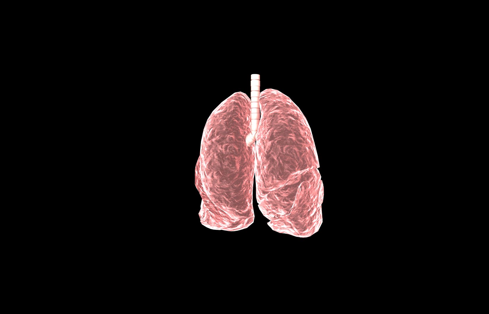 Lung 3d Model with lobes Medically accurate 3D model_34