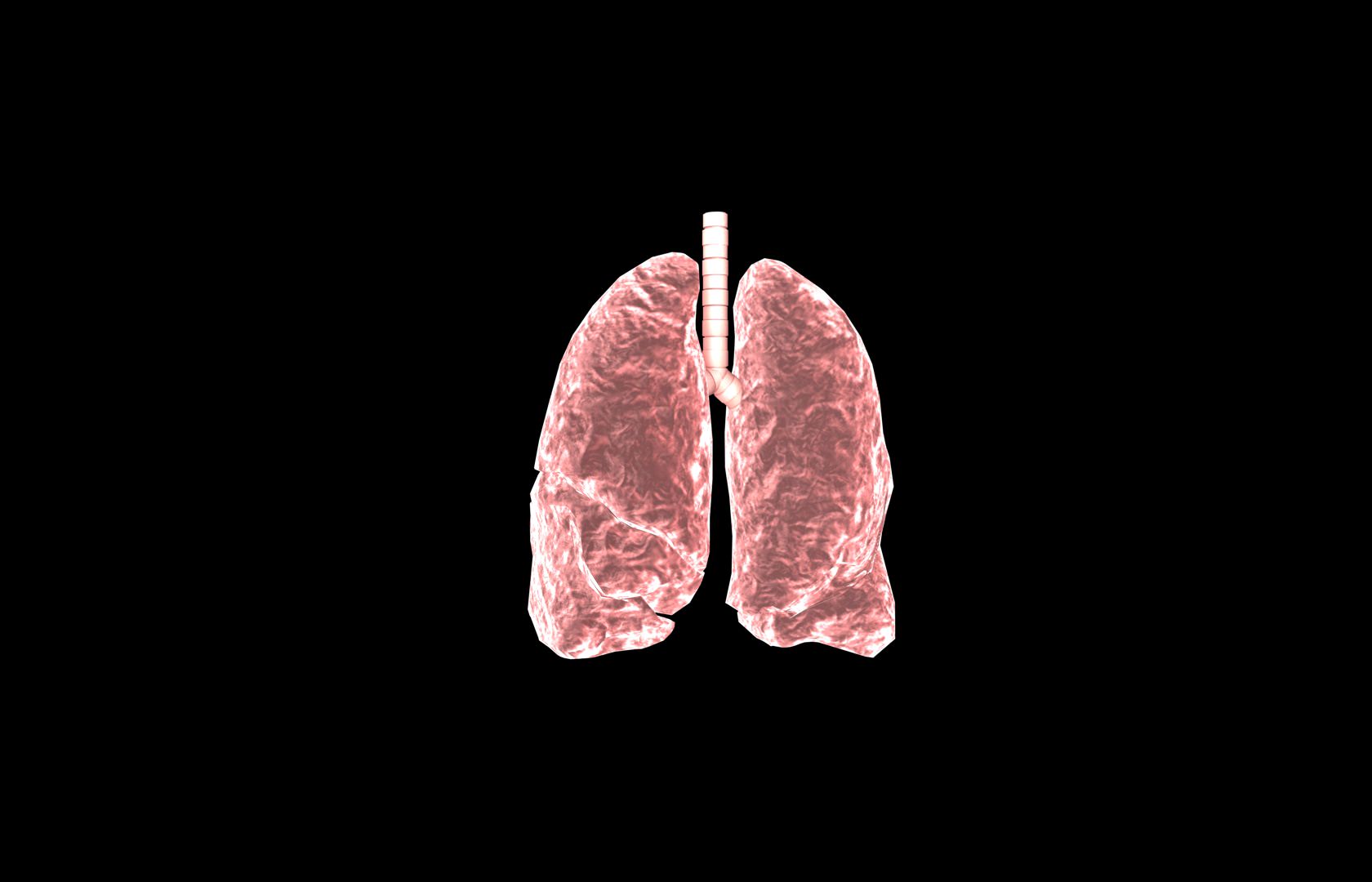 Lung 3d Model with lobes Medically accurate 3D model_23