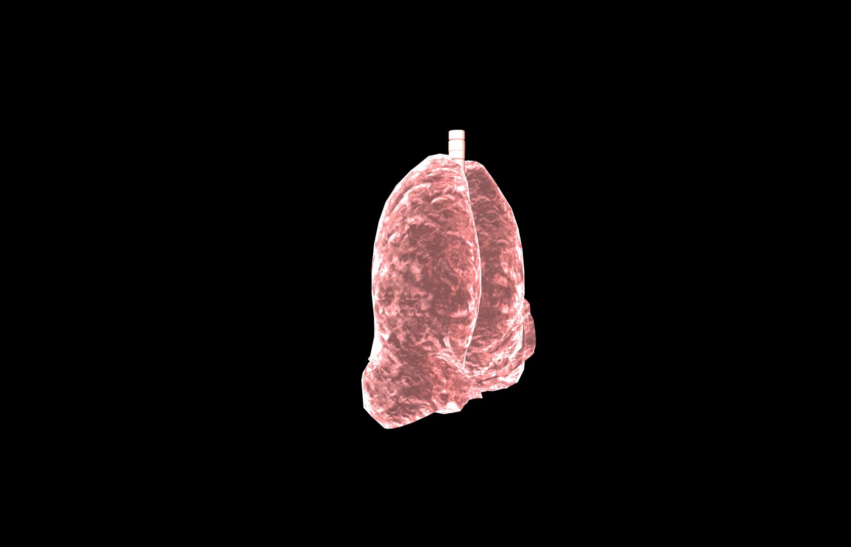 Lung 3d Model with lobes Medically accurate 3D model_13