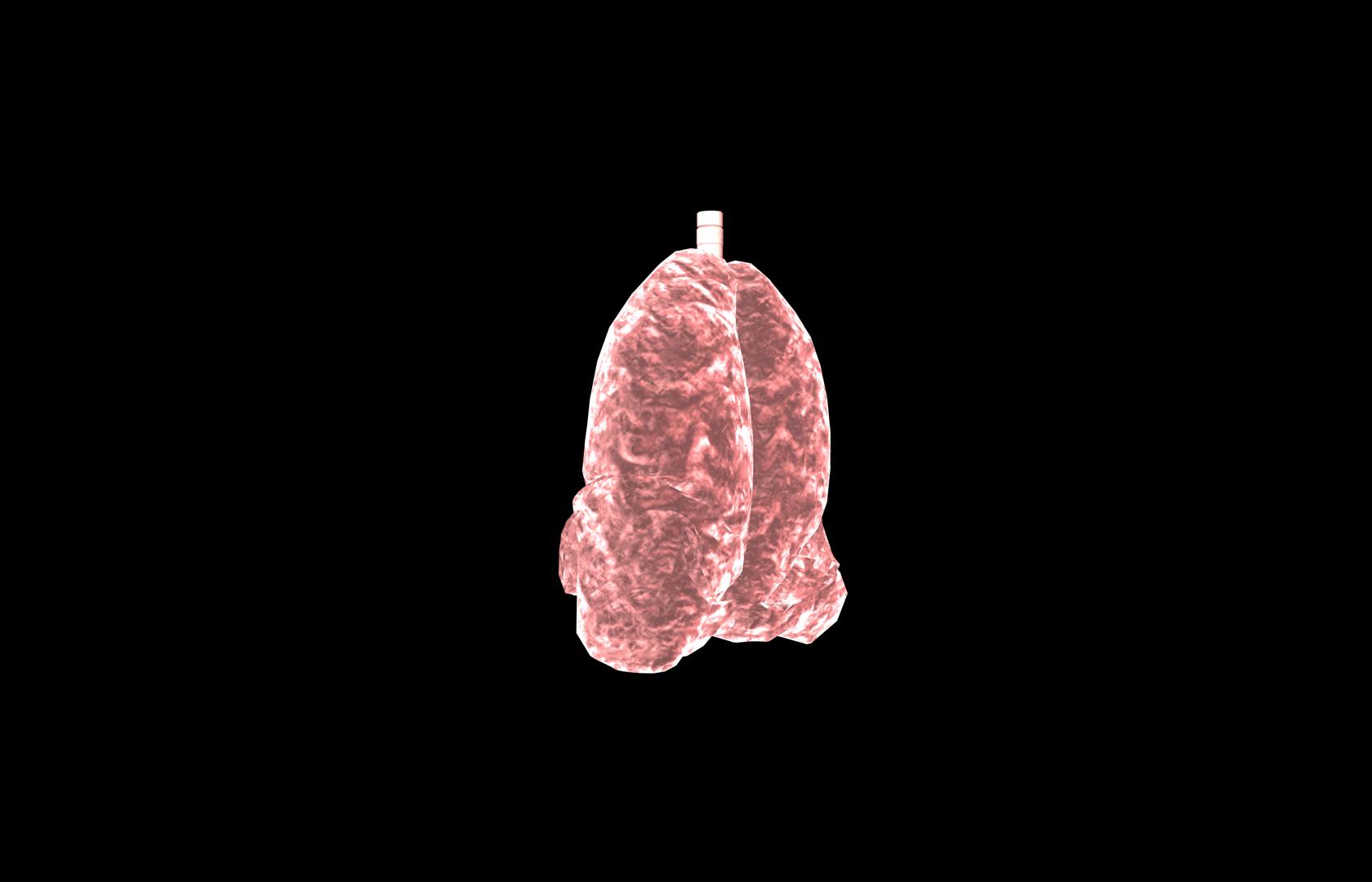 Lung 3d Model with lobes Medically accurate 3D model_26
