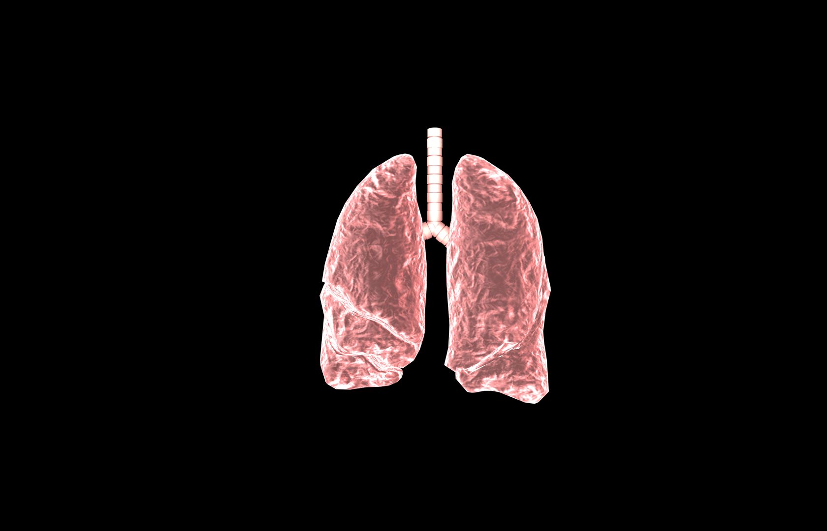 Lung 3d Model with lobes Medically accurate 3D model_21