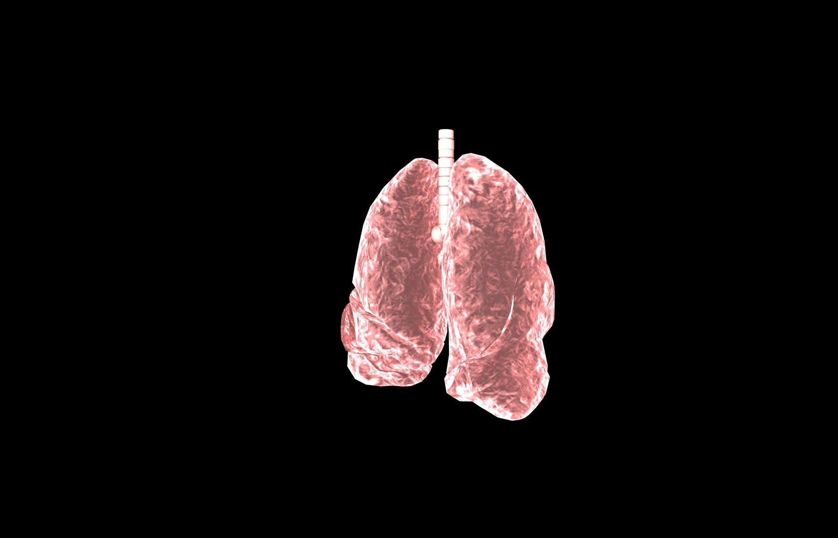 Lung 3d Model with lobes Medically accurate 3D model_18