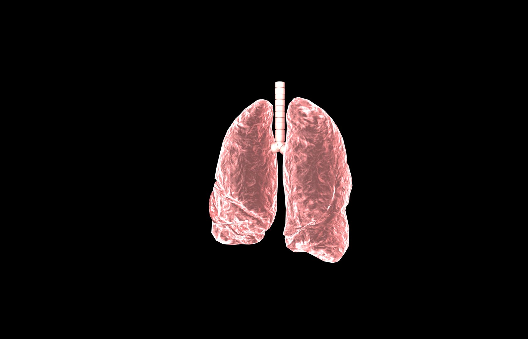 Lung 3d Model with lobes Medically accurate 3D model_19