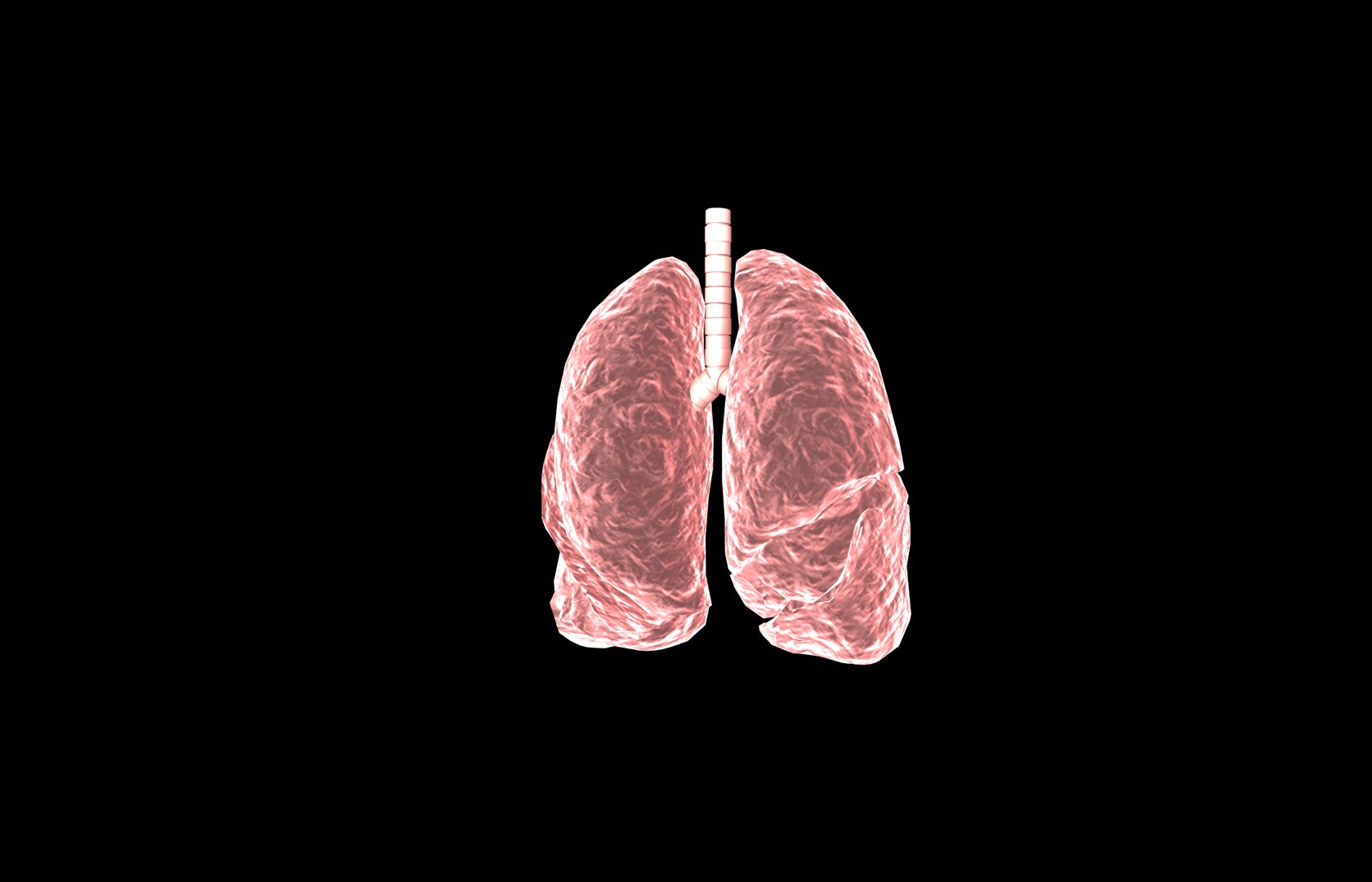 Lung 3d Model with lobes Medically accurate 3D model_35