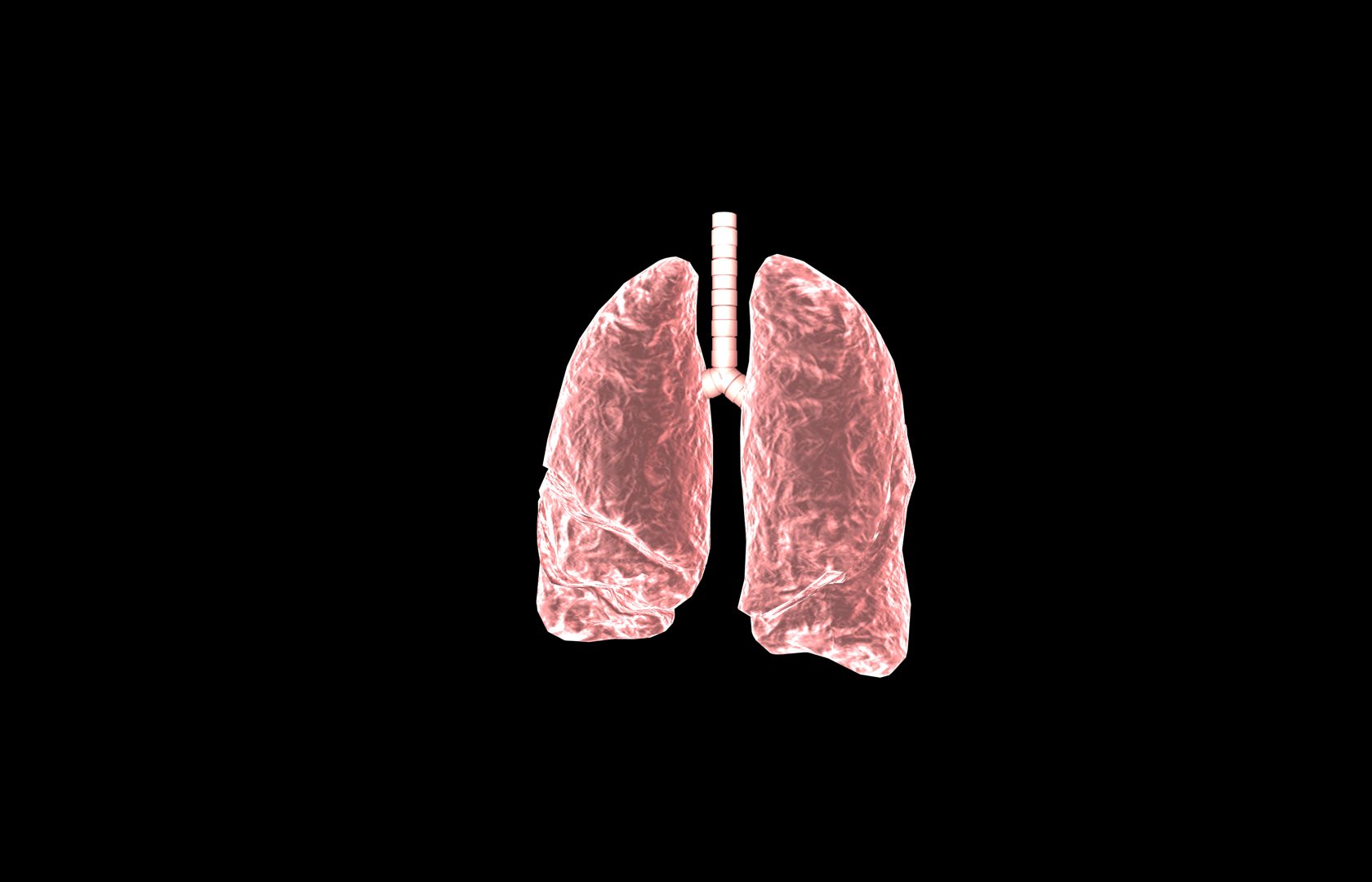 Lung 3d Model with lobes Medically accurate 3D model_20
