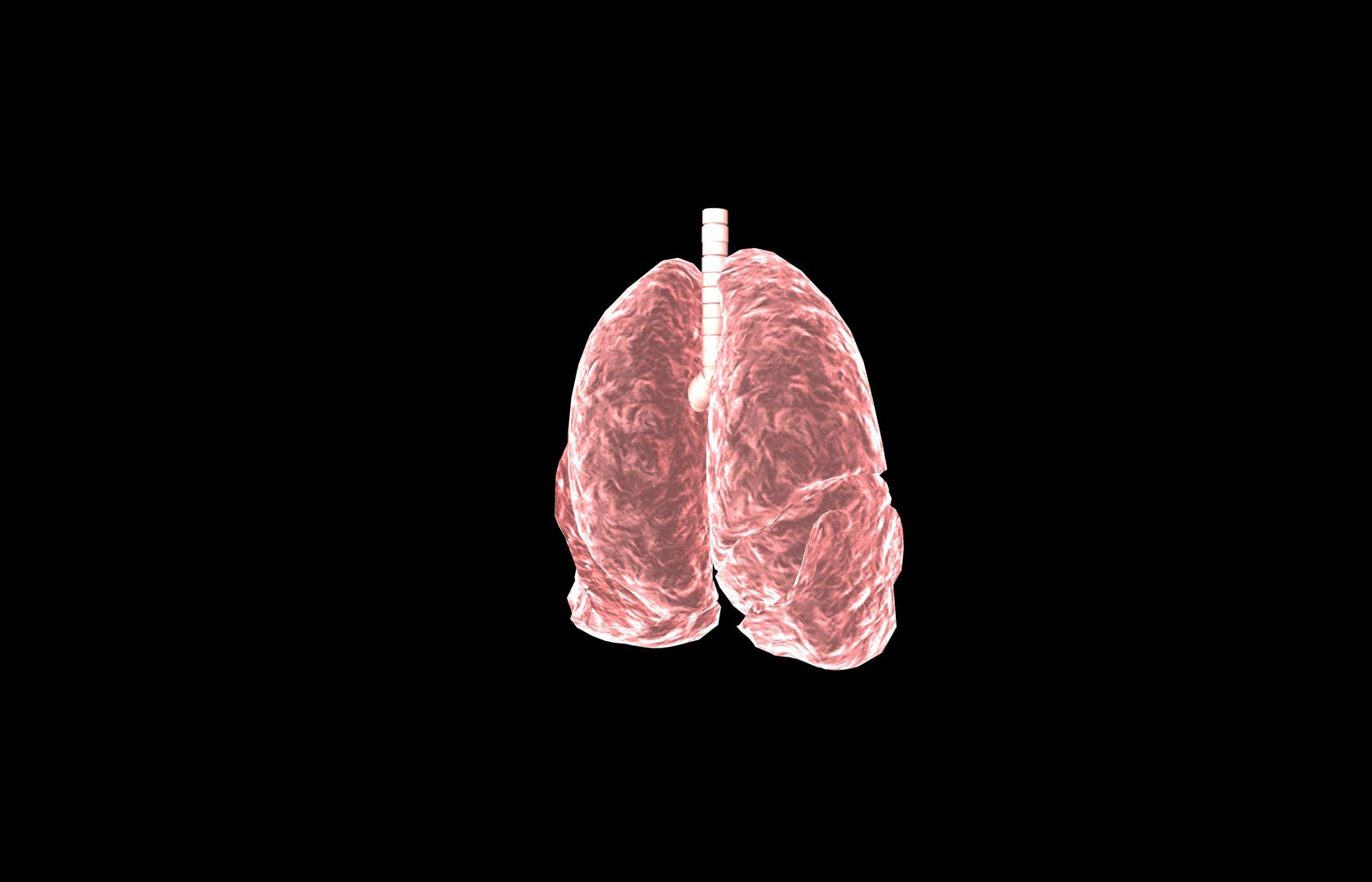 Lung 3d Model with lobes Medically accurate 3D model_33