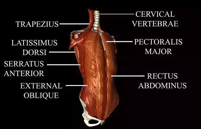 Human Thorax Medically Accurate With Muscles 3D model