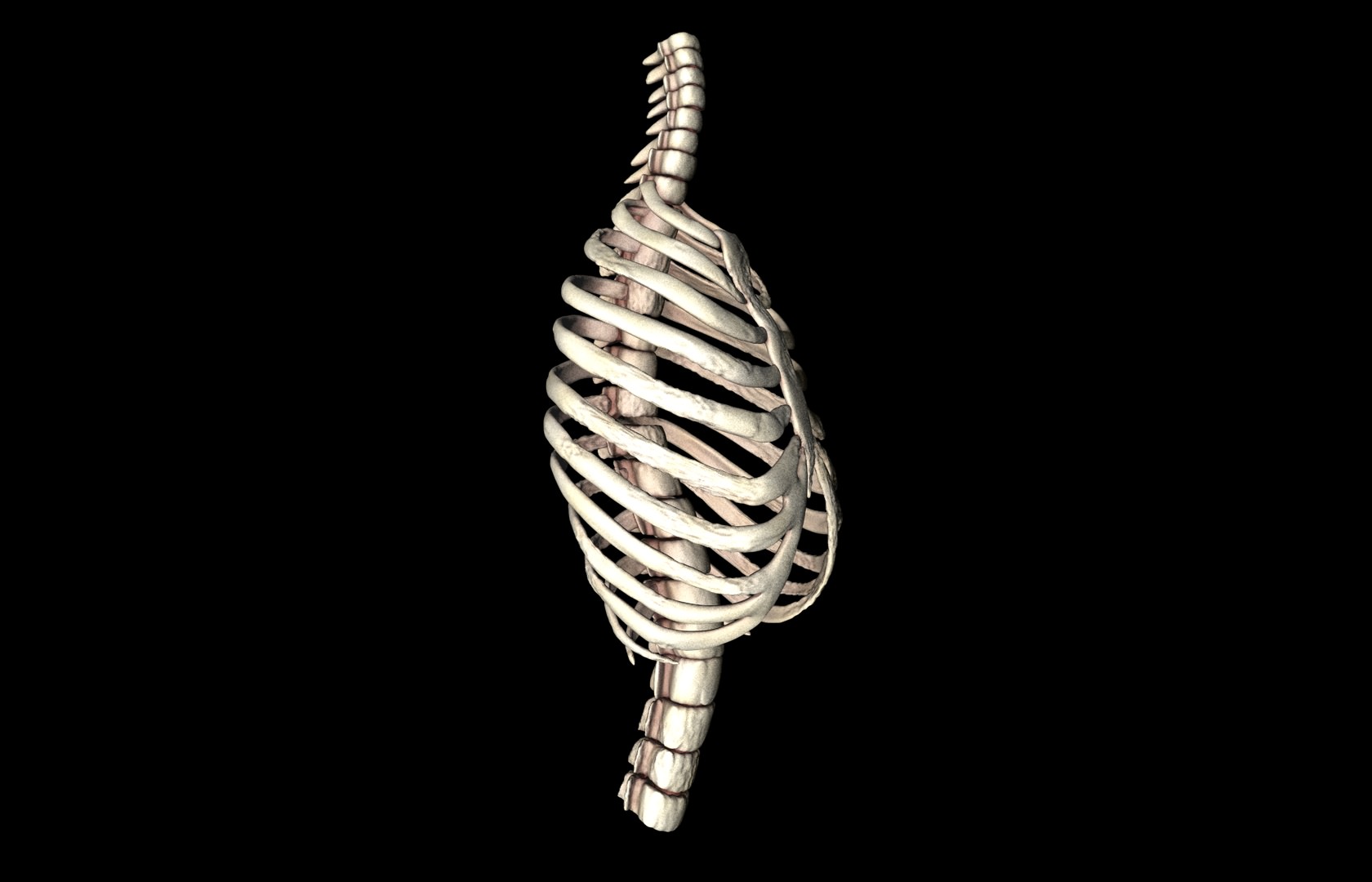 Rib Cage Accurate 3d Model With Verterbrae and Ribs 3D model_14