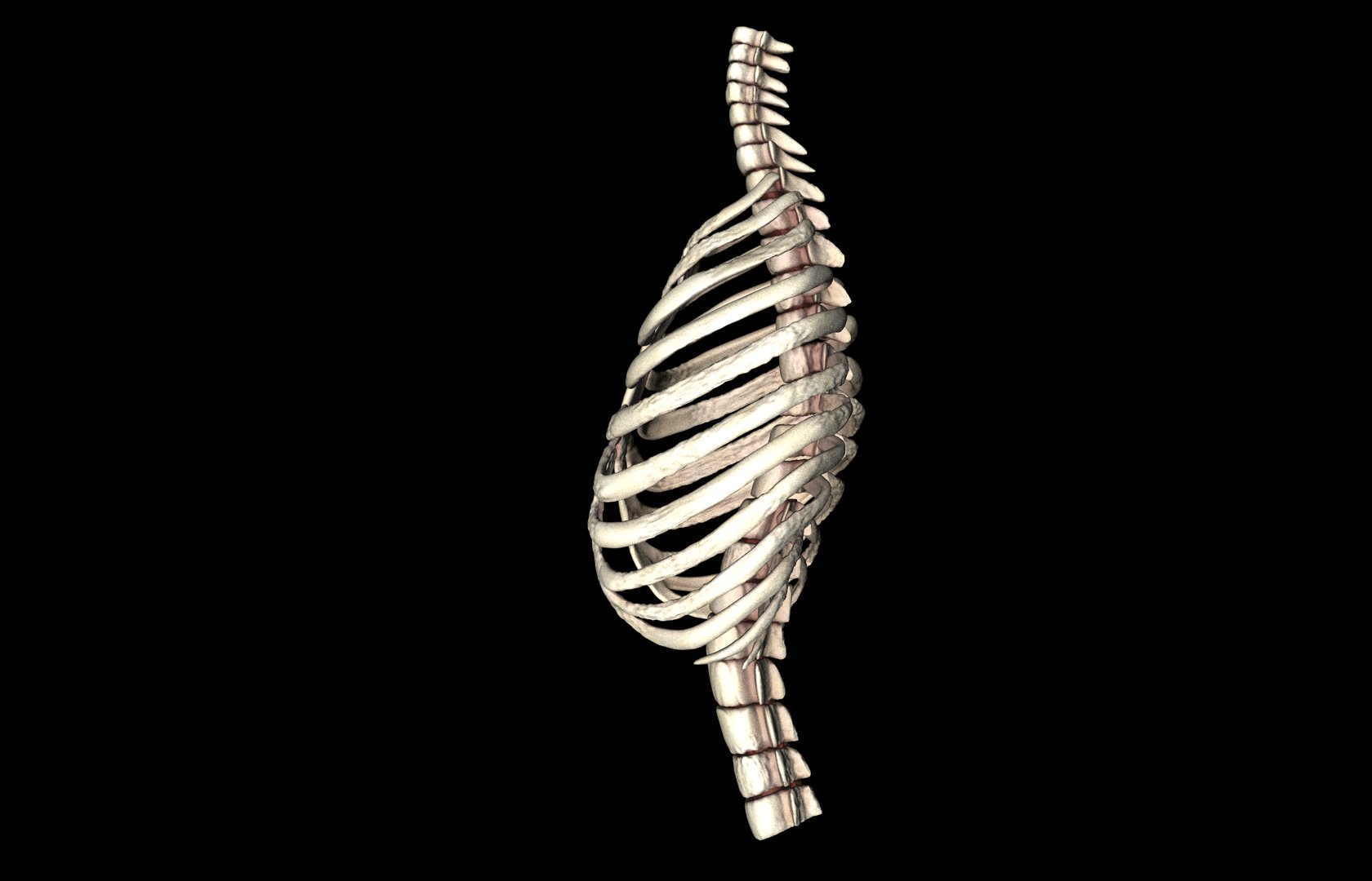 Rib Cage Accurate 3d Model With Verterbrae and Ribs 3D model_28