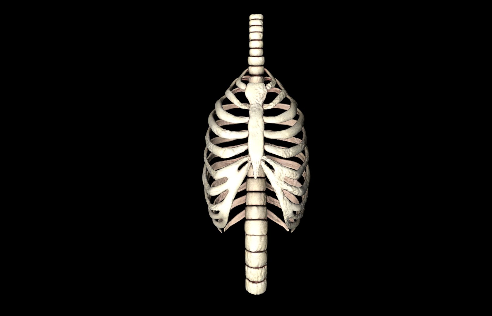 Rib Cage Accurate 3d Model With Verterbrae and Ribs 3D model_41