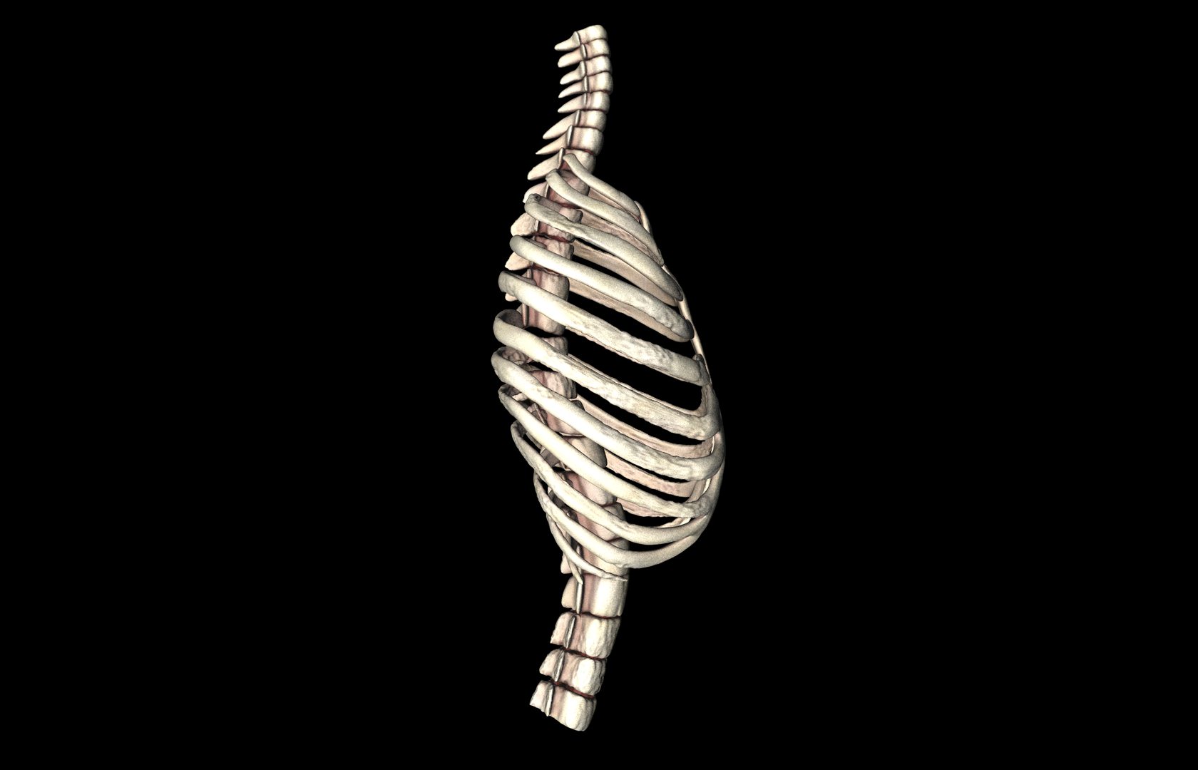 Rib Cage Accurate 3d Model With Verterbrae and Ribs 3D model_16