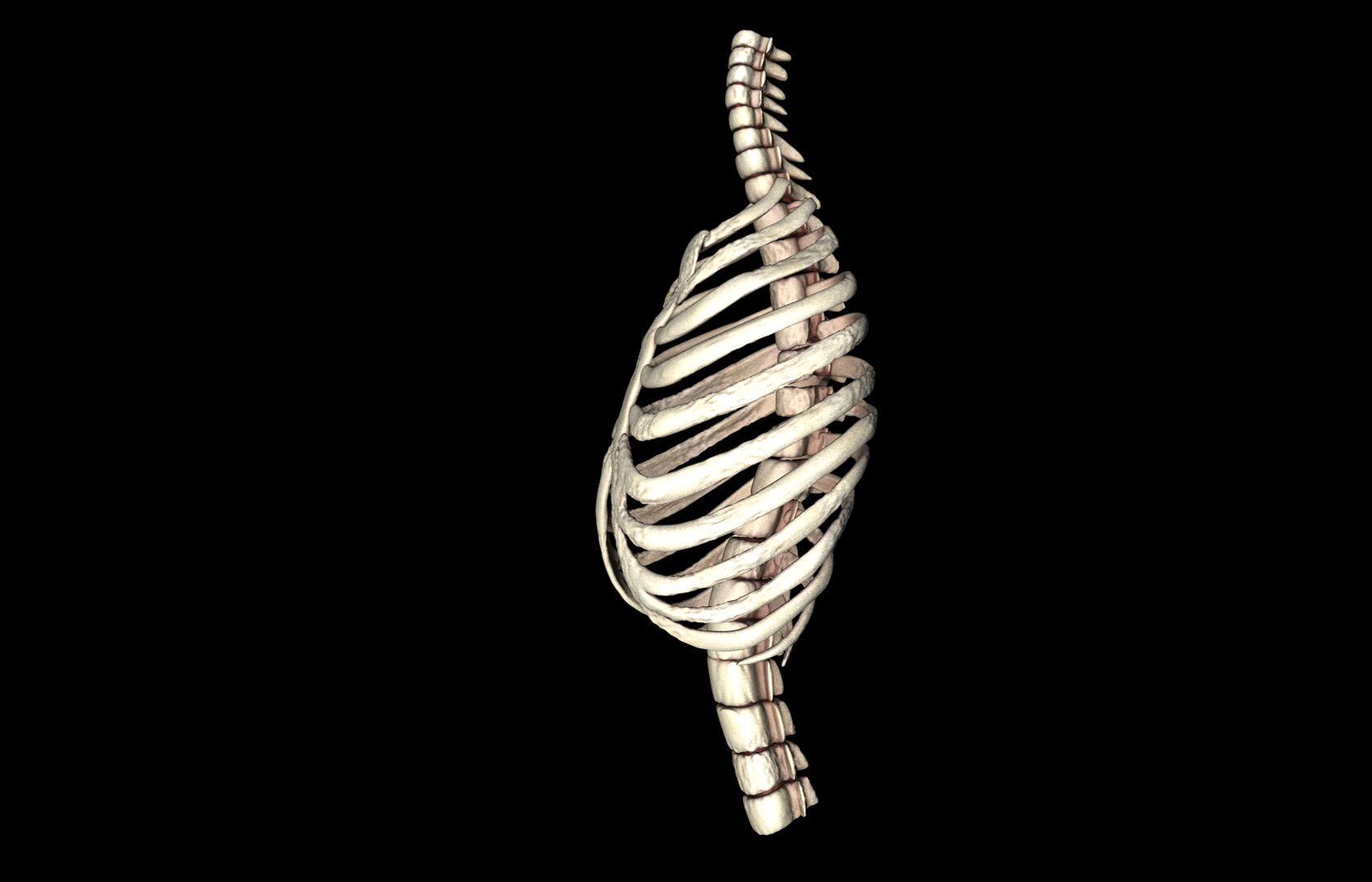 Rib Cage Accurate 3d Model With Verterbrae and Ribs 3D model_30