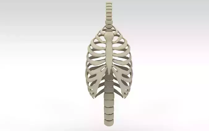 Rib Cage Accurate 3d Model With Verterbrae and Ribs 3D model