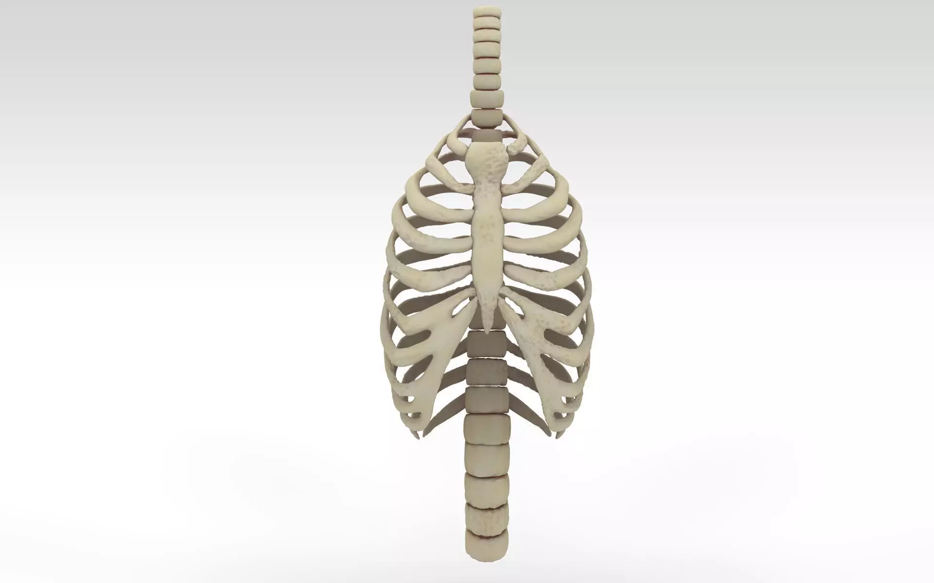 Rib Cage Accurate 3d Model With Verterbrae and Ribs 3D model_0