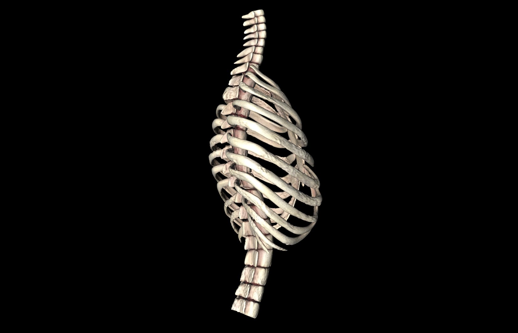 Rib Cage Accurate 3d Model With Verterbrae and Ribs 3D model_18