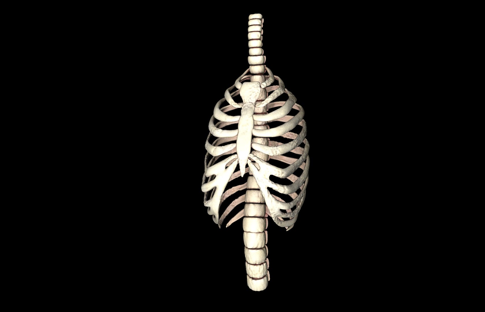 Rib Cage Accurate 3d Model With Verterbrae and Ribs 3D model_39