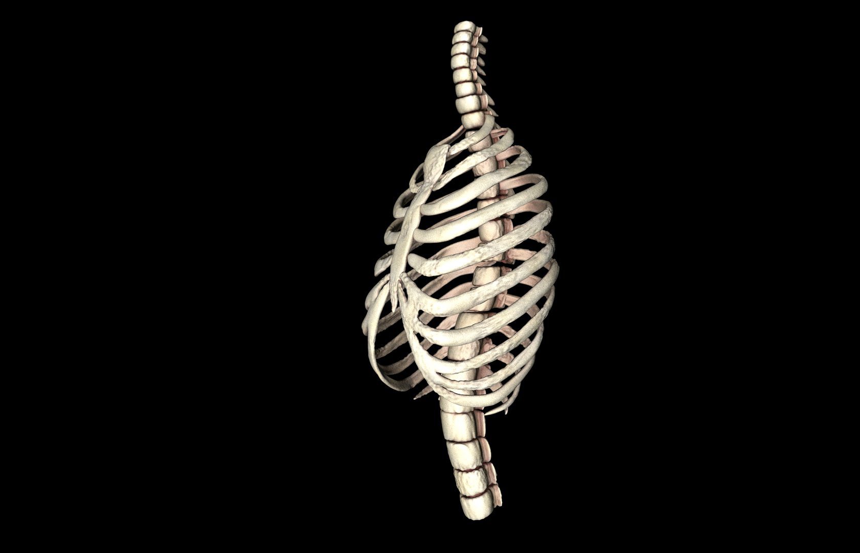 Rib Cage Accurate 3d Model With Verterbrae and Ribs 3D model_33