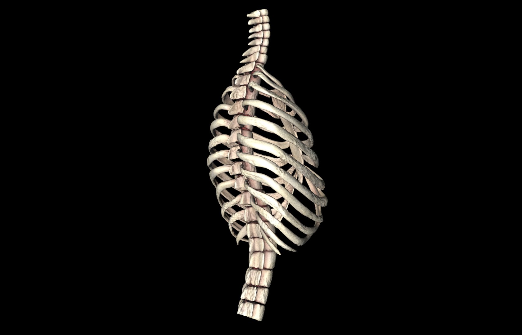 Rib Cage Accurate 3d Model With Verterbrae and Ribs 3D model_20
