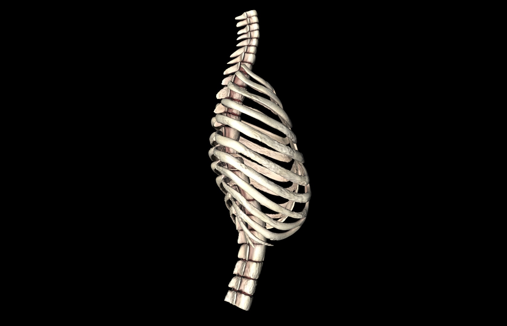 Rib Cage Accurate 3d Model With Verterbrae and Ribs 3D model_17