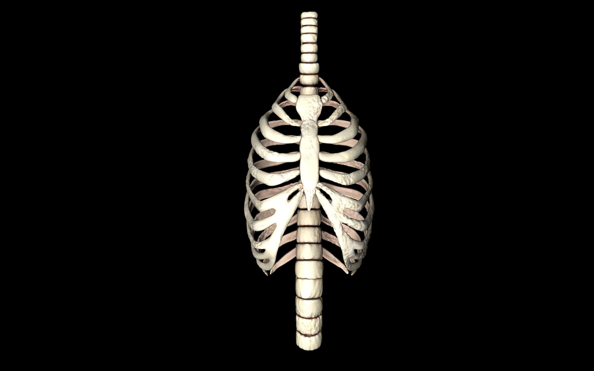 Rib Cage Accurate 3d Model With Verterbrae and Ribs 3D model_4
