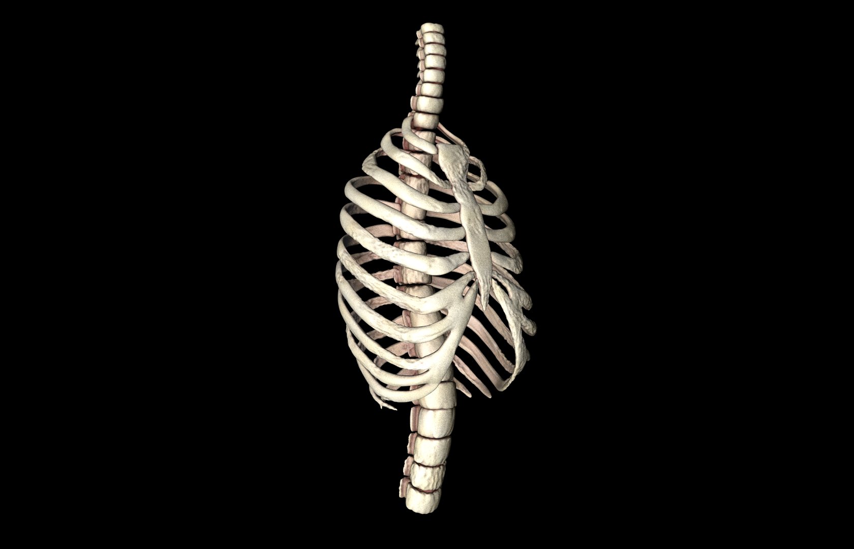 Rib Cage Accurate 3d Model With Verterbrae and Ribs 3D model_11