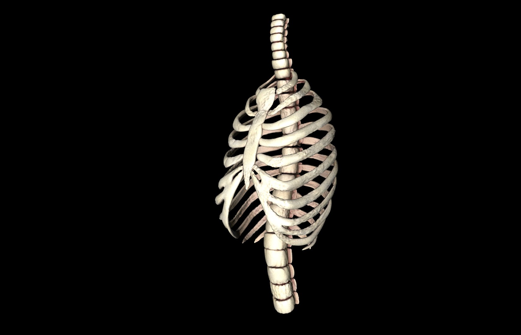 Rib Cage Accurate 3d Model With Verterbrae and Ribs 3D model_35