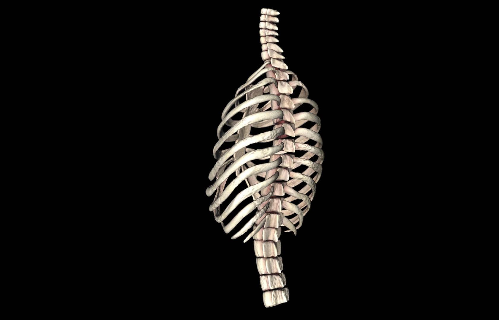 Rib Cage Accurate 3d Model With Verterbrae and Ribs 3D model_26