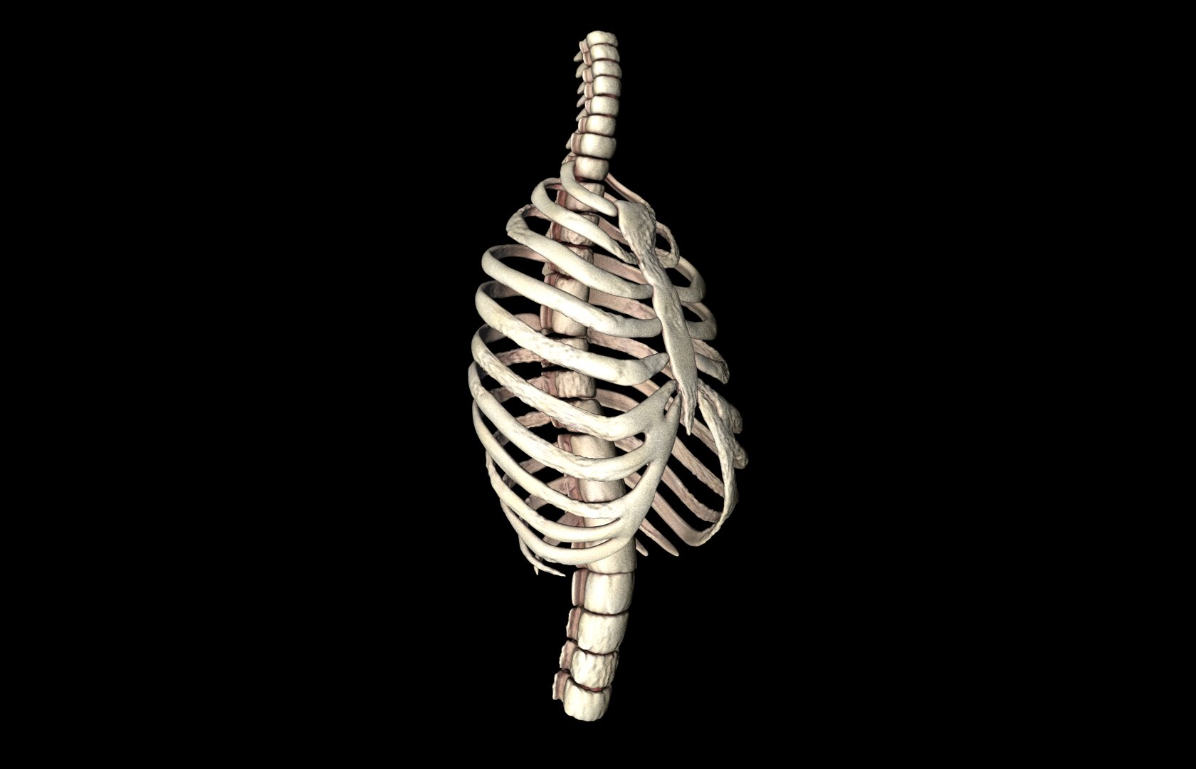Rib Cage Accurate 3d Model With Verterbrae and Ribs 3D model_12