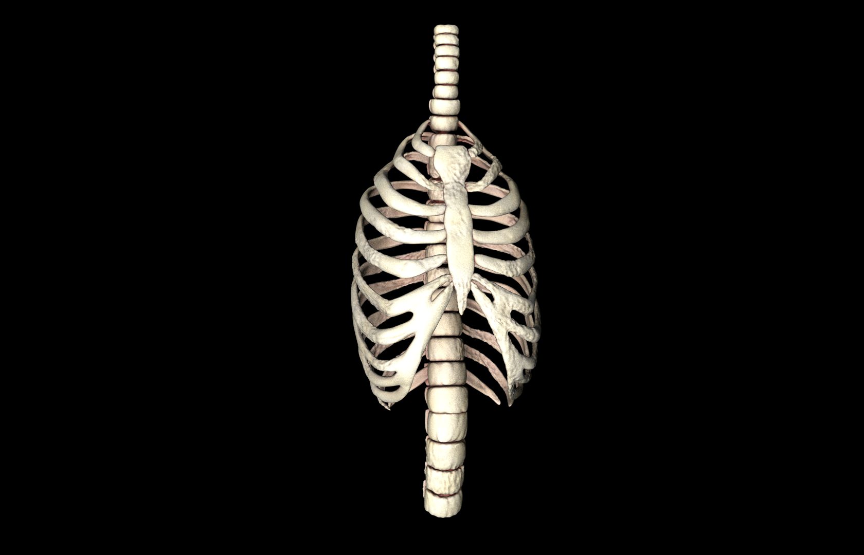Rib Cage Accurate 3d Model With Verterbrae and Ribs 3D model_7