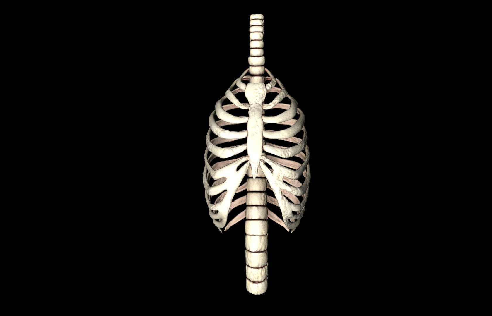 Rib Cage Accurate 3d Model With Verterbrae and Ribs 3D model_42