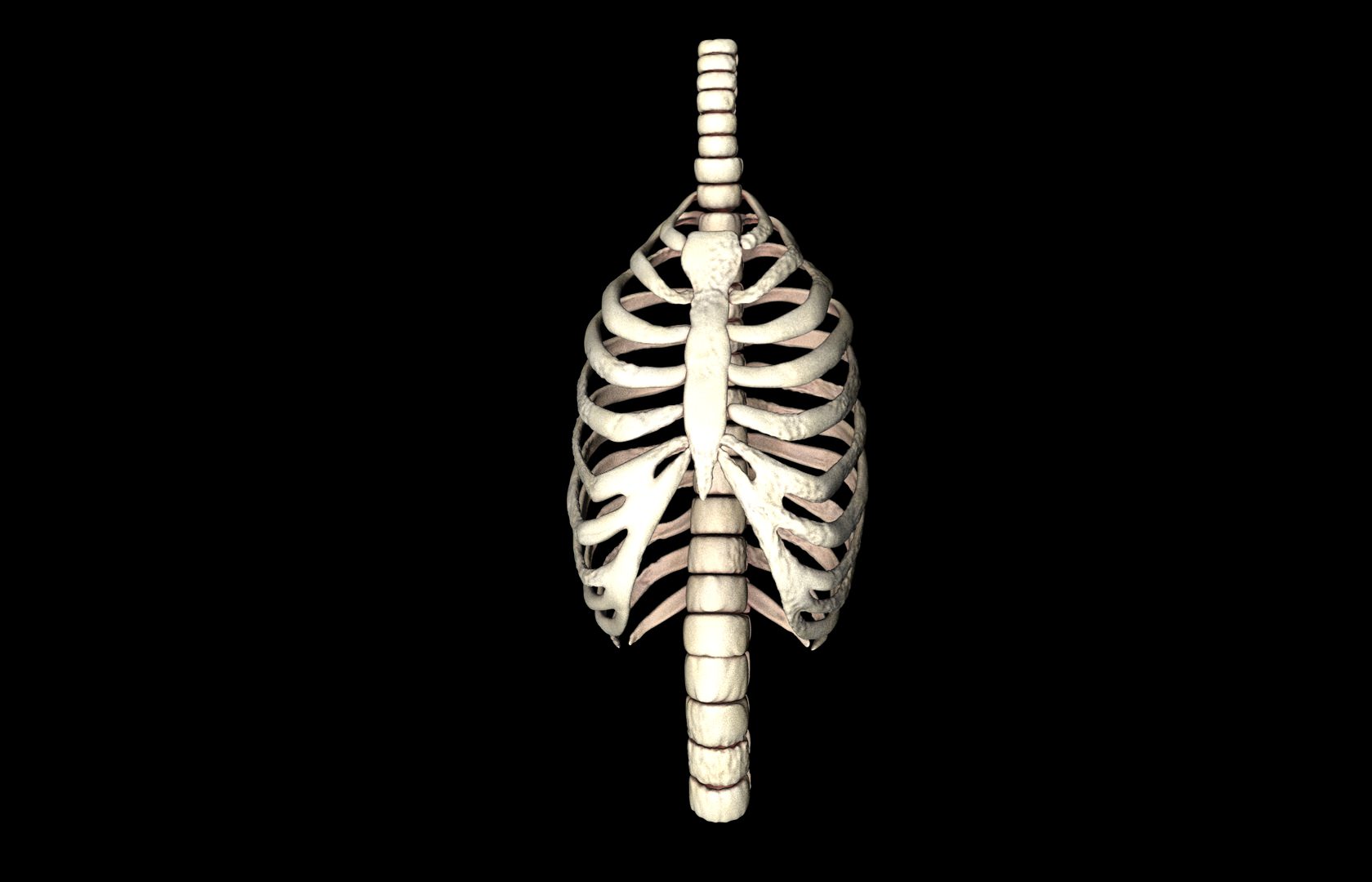 Rib Cage Accurate 3d Model With Verterbrae and Ribs 3D model_40