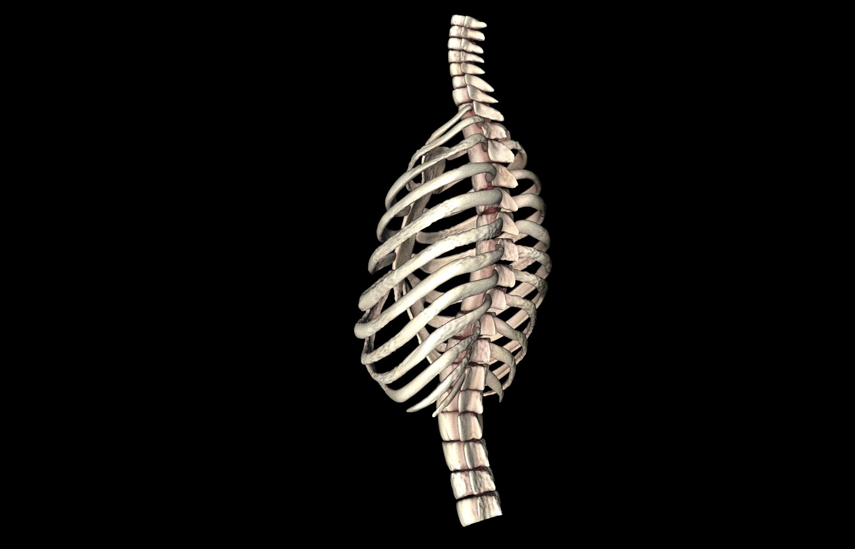 Rib Cage Accurate 3d Model With Verterbrae and Ribs 3D model_27