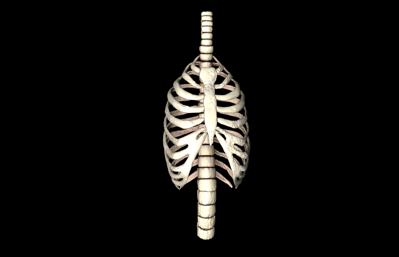 Rib Cage Accurate 3d Model With Verterbrae and Ribs 3D model_6