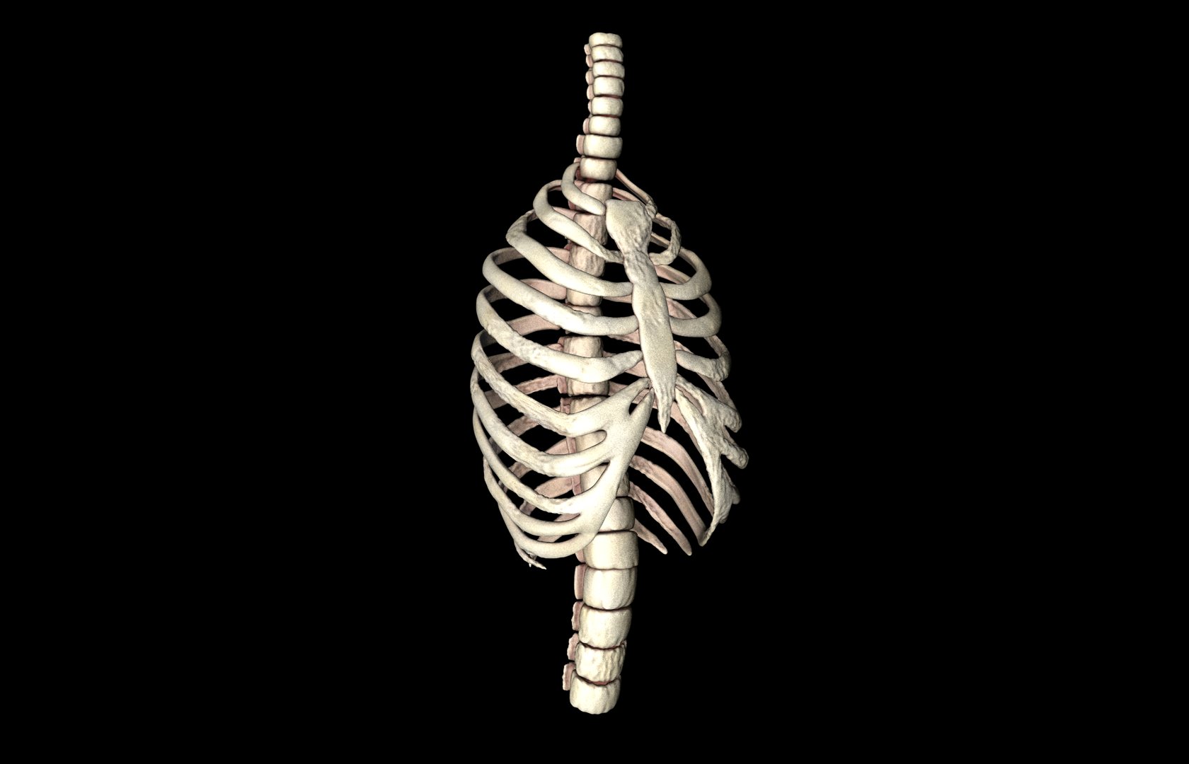 Rib Cage Accurate 3d Model With Verterbrae and Ribs 3D model_10