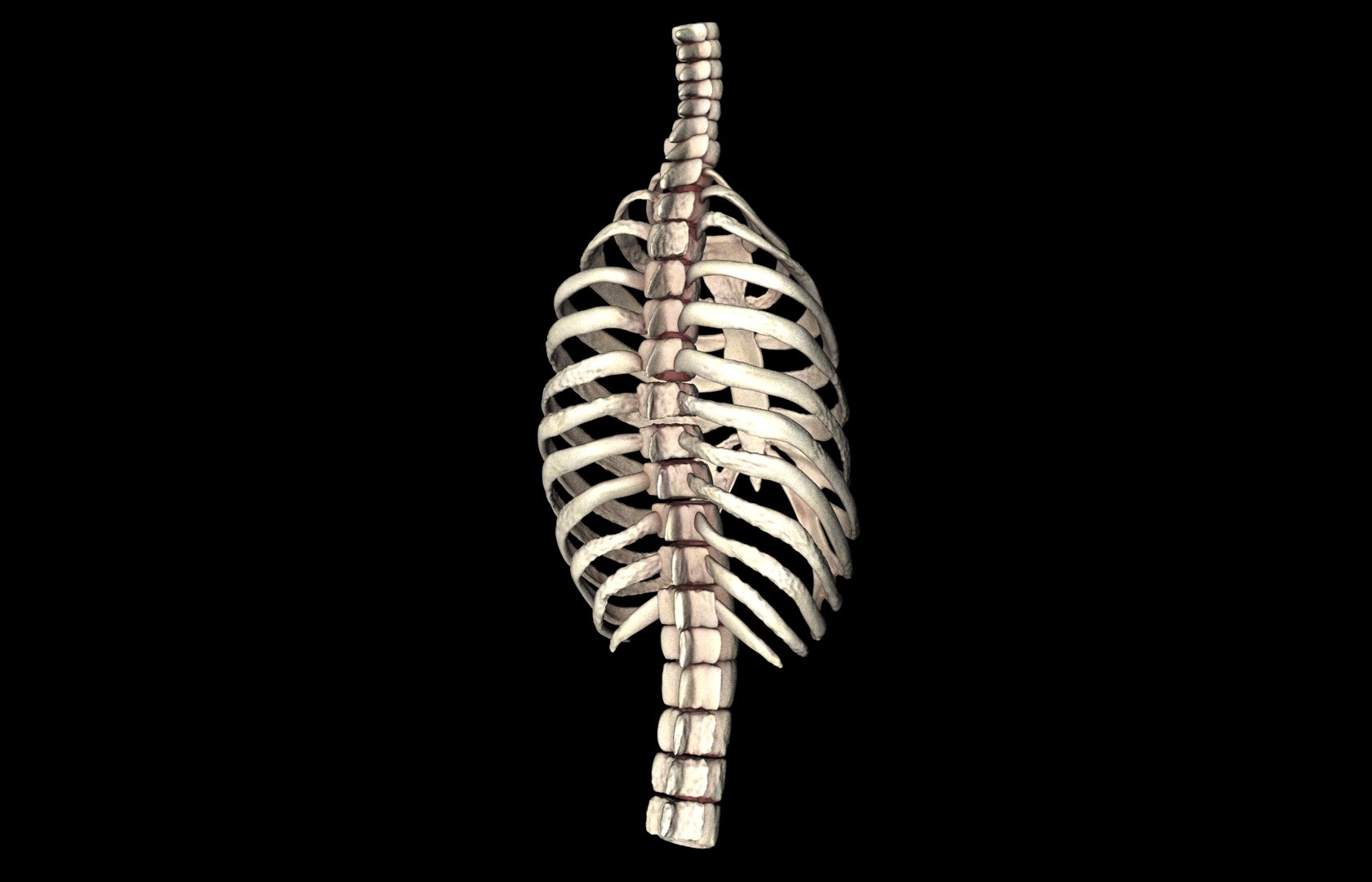 Rib Cage Accurate 3d Model With Verterbrae and Ribs 3D model_22